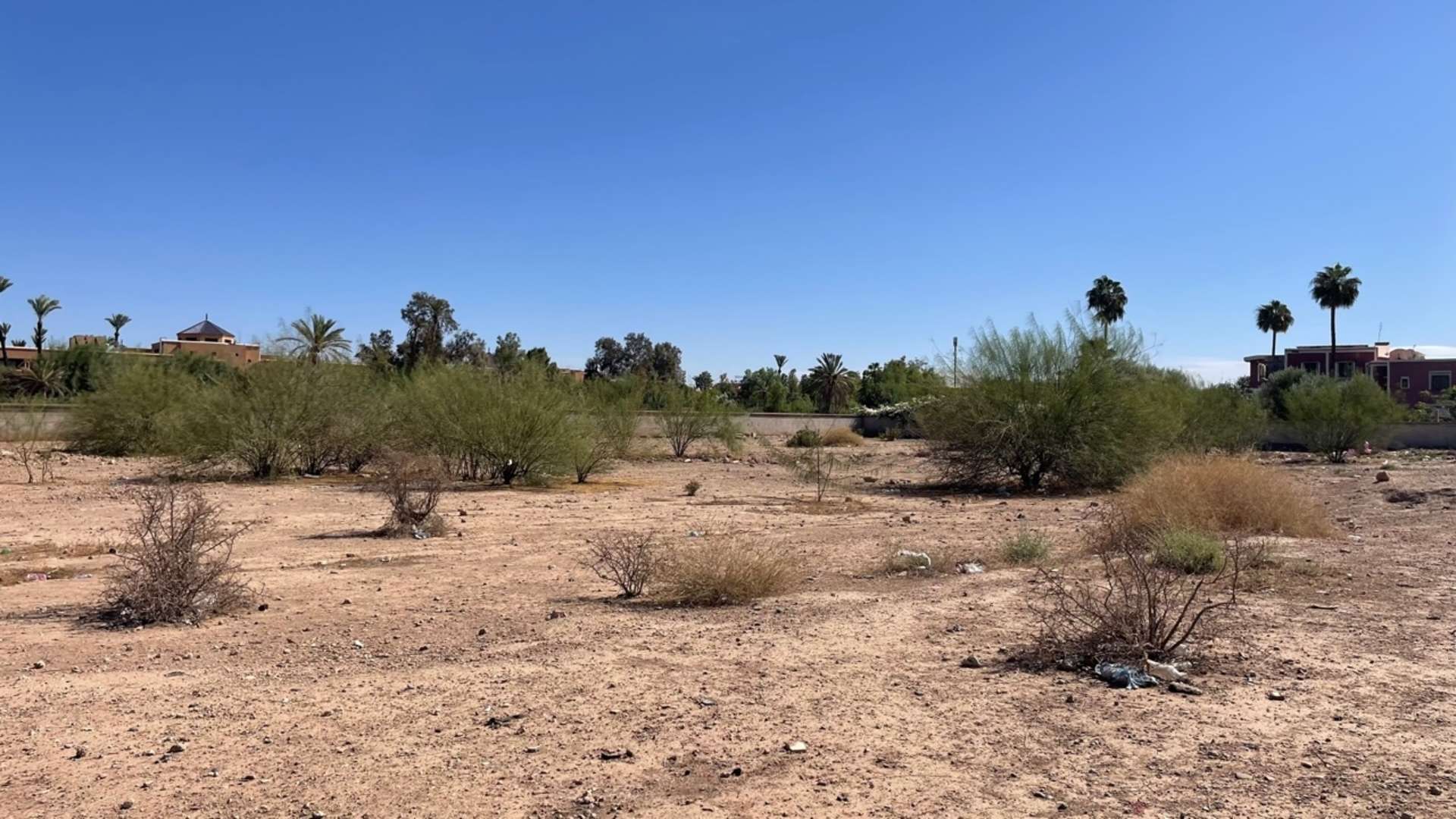 Vente,Terrains & Fermes,Terrain 2 Ha dans la Palmeraie ,Marrakech,Palmeraie