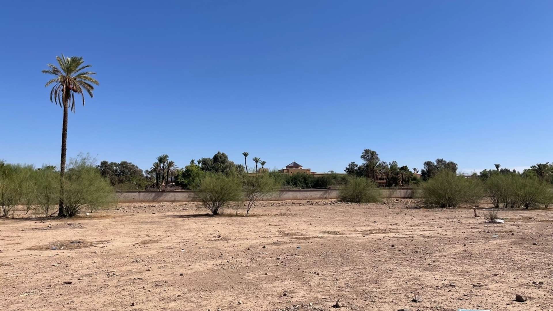Vente,Terrains & Fermes,Terrain 2 Ha dans la Palmeraie ,Marrakech,Palmeraie