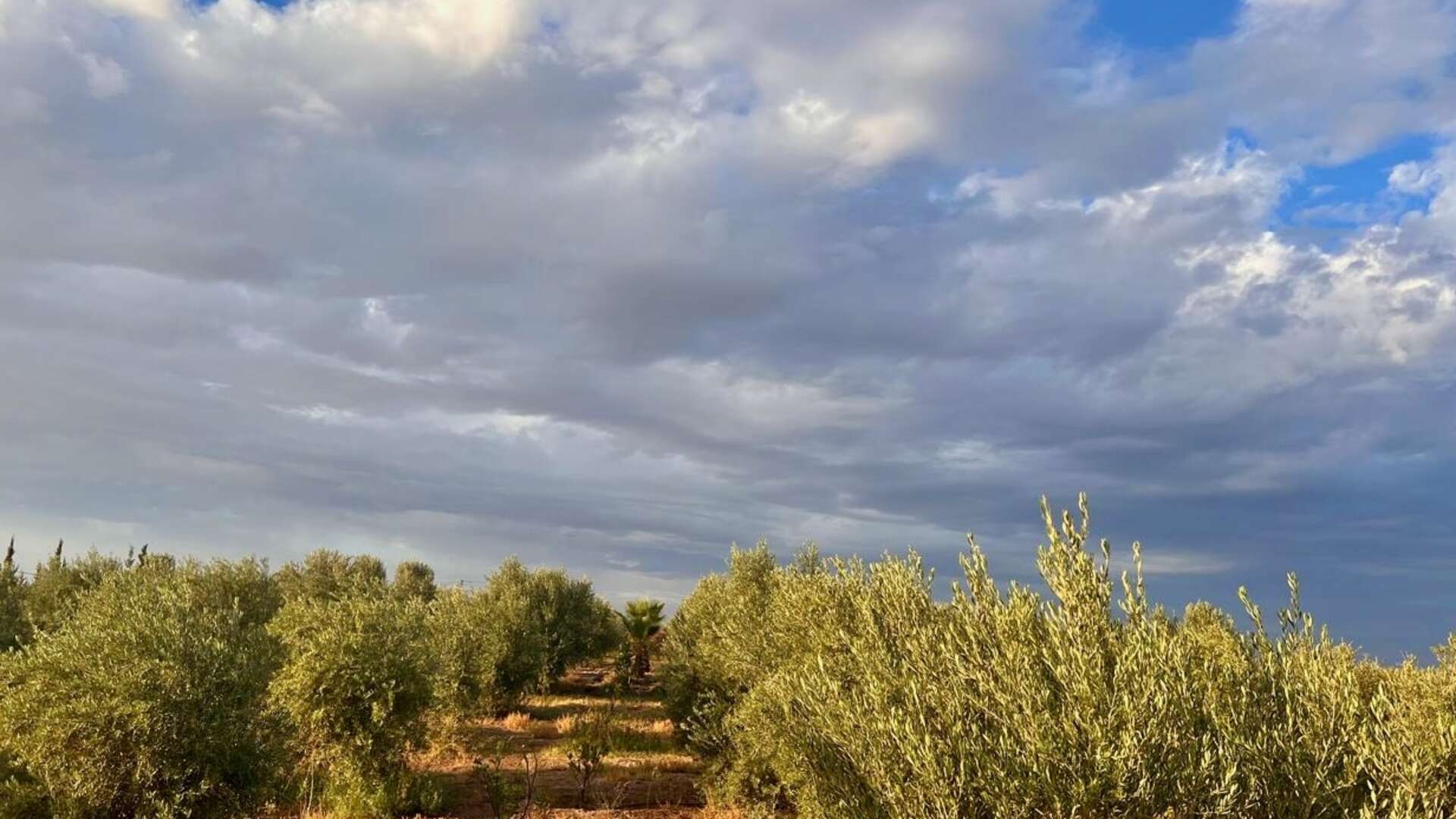 Vente,Terrains & Fermes,À Vendre : Terrain Arboré d’Exception - Idéal pour Projet Immobilier,Marrakech,Route d'Agafay