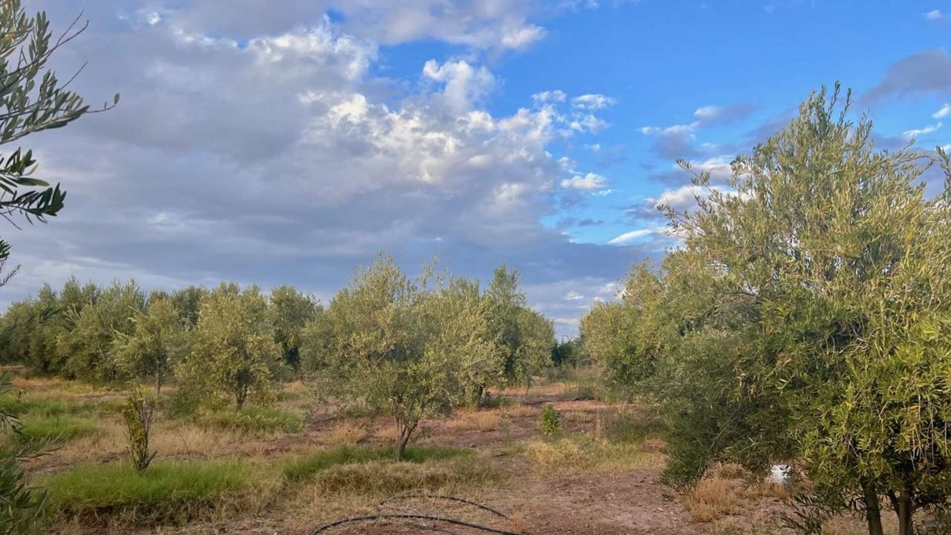 Vente,Terrains & Fermes,À Vendre : Terrain Arboré d’Exception - Idéal pour Projet Immobilier,Marrakech,Route d'Agafay
