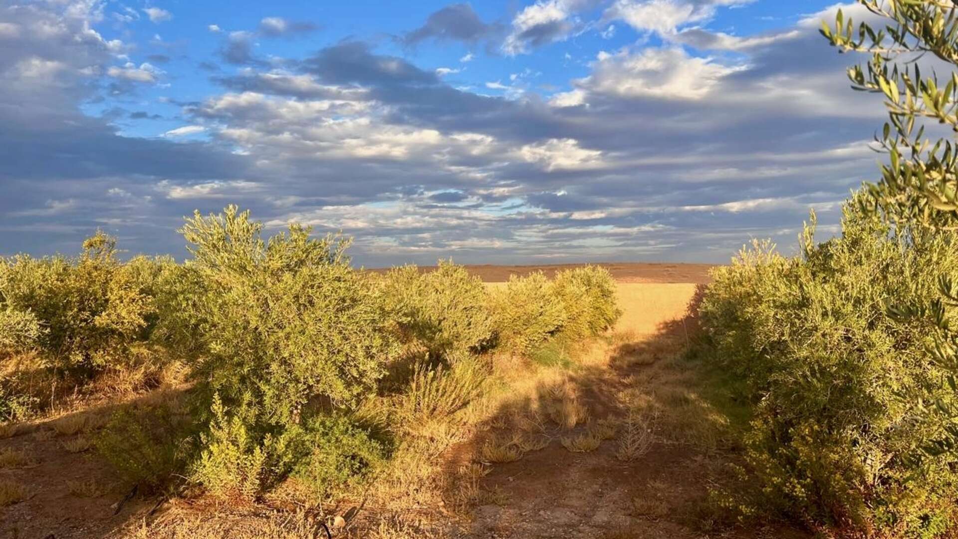 Vente,Terrains & Fermes,À Vendre : Terrain Arboré d’Exception - Idéal pour Projet Immobilier,Marrakech,Route d'Agafay