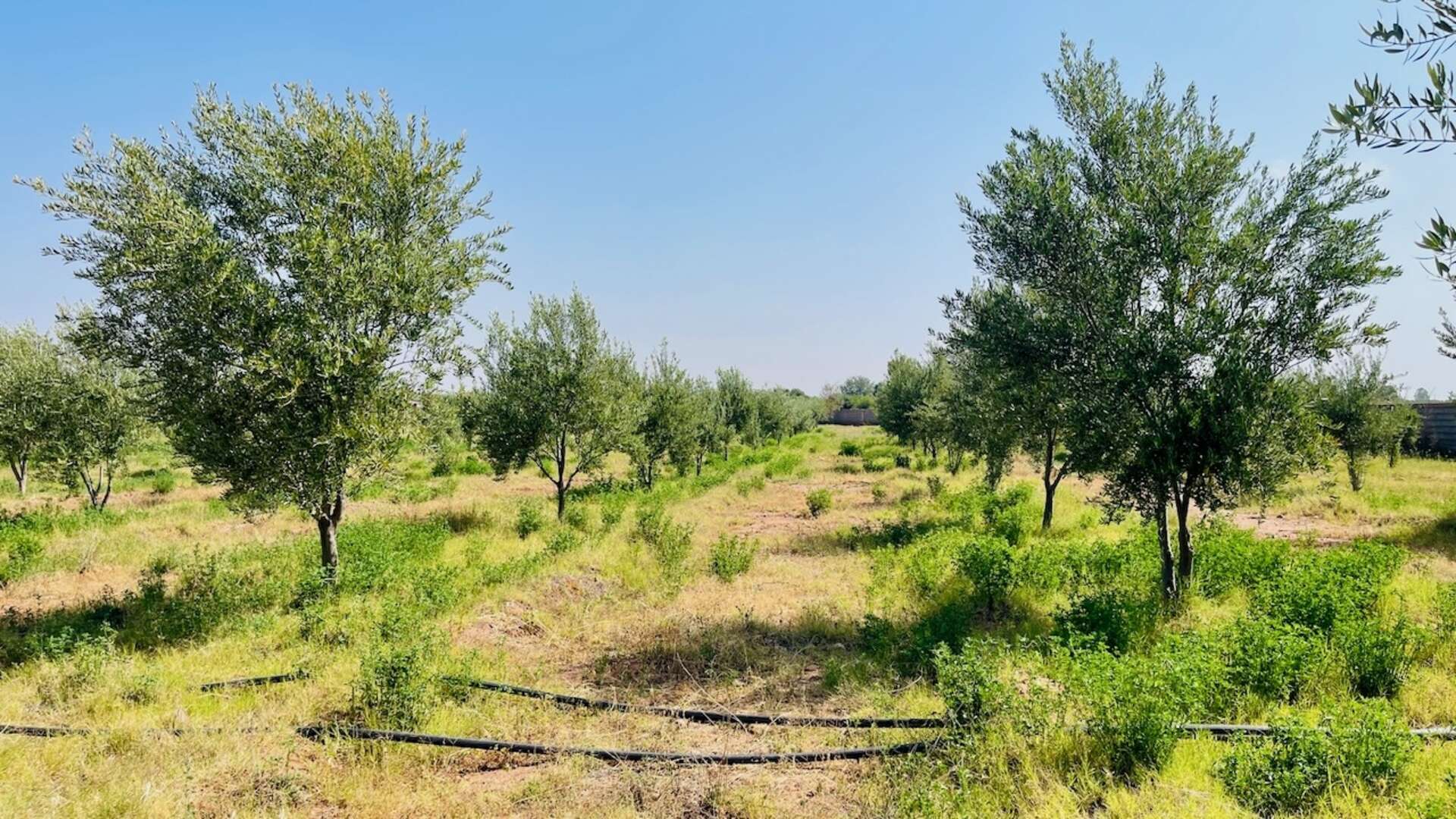 Vente,Terrains & Fermes,À Vendre – Terrain d’1 Hectare Clôturé avec Infrastructures – Route de Fès, Marrakech,Marrakech,Route de Fès