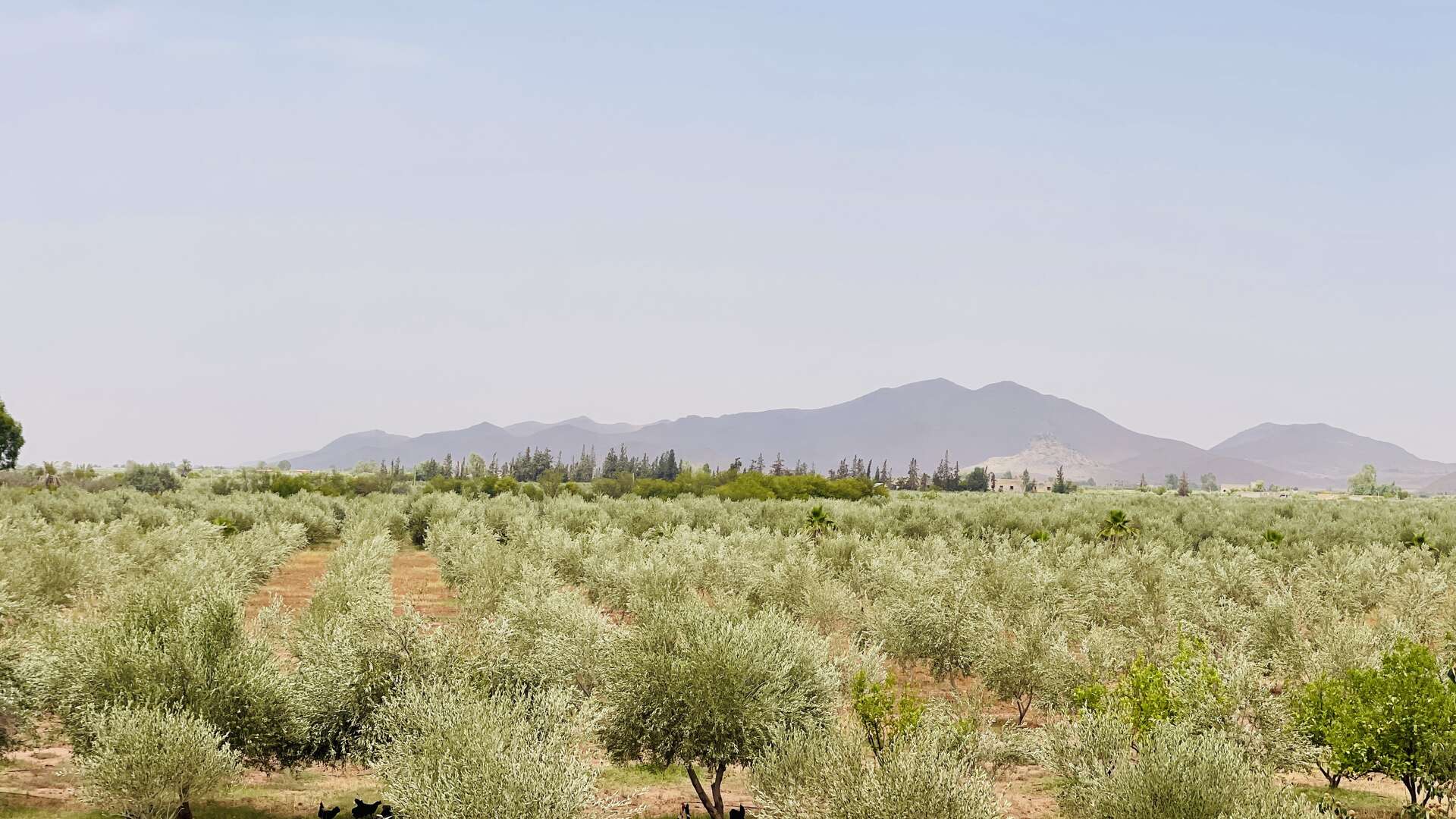 Vente,Terrains & Fermes,À Vendre – Ferme d’Oliviers de 68 Hectares Équipée – Production d’Huile et Conserve,Marrakech,Route de Fès