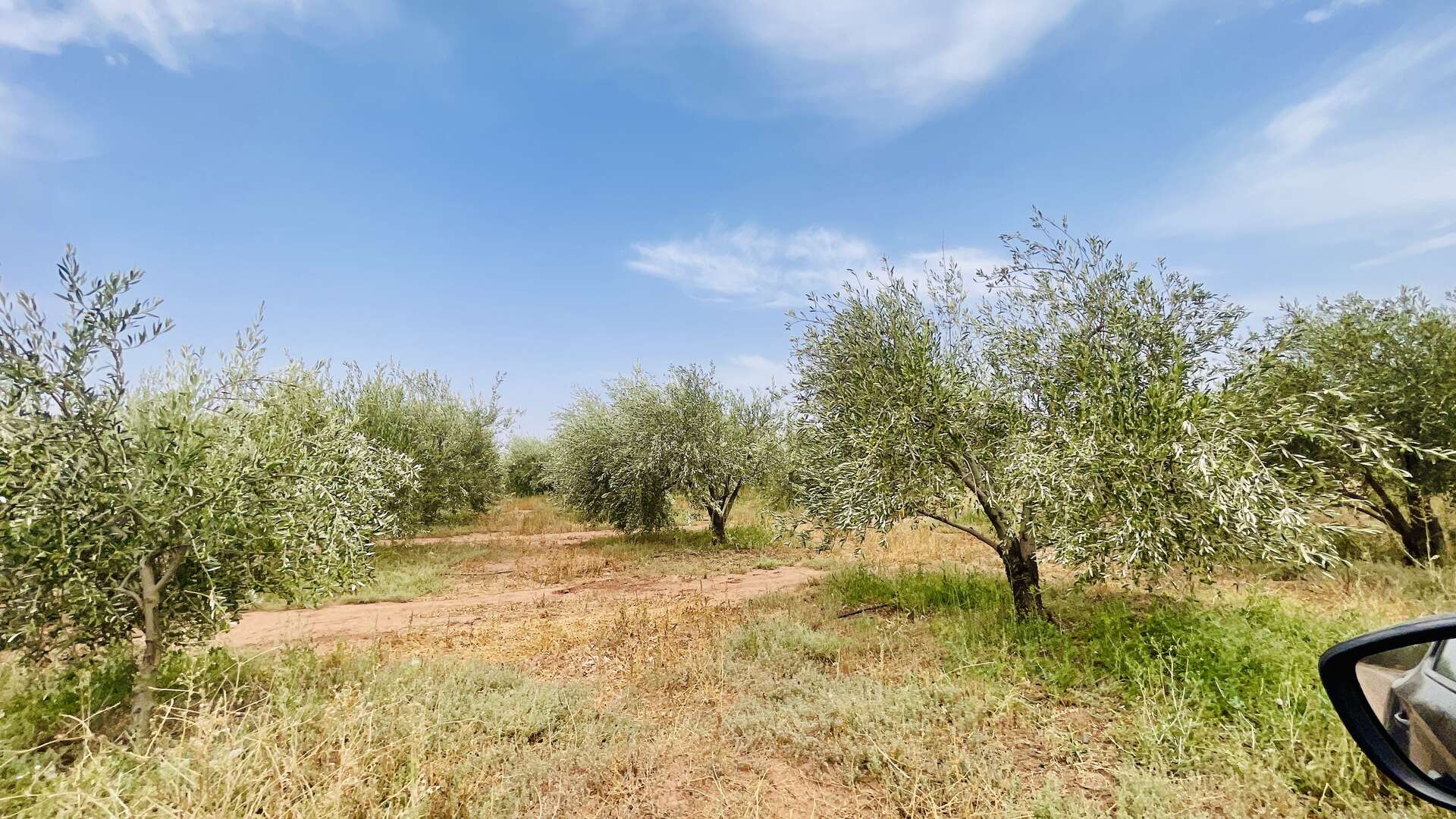 Vente,Terrains & Fermes,À Vendre – Ferme d’Oliviers de 68 Hectares Équipée – Production d’Huile et Conserve,Marrakech,Route de Fès