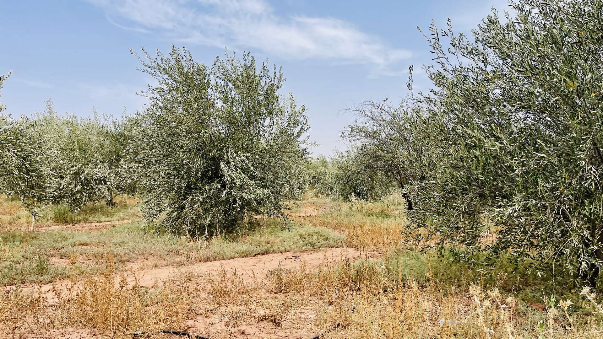 Vente,Terrains & Fermes,À Vendre – Ferme d’Oliviers de 68 Hectares Équipée – Production d’Huile et Conserve,Marrakech,Route de Fès