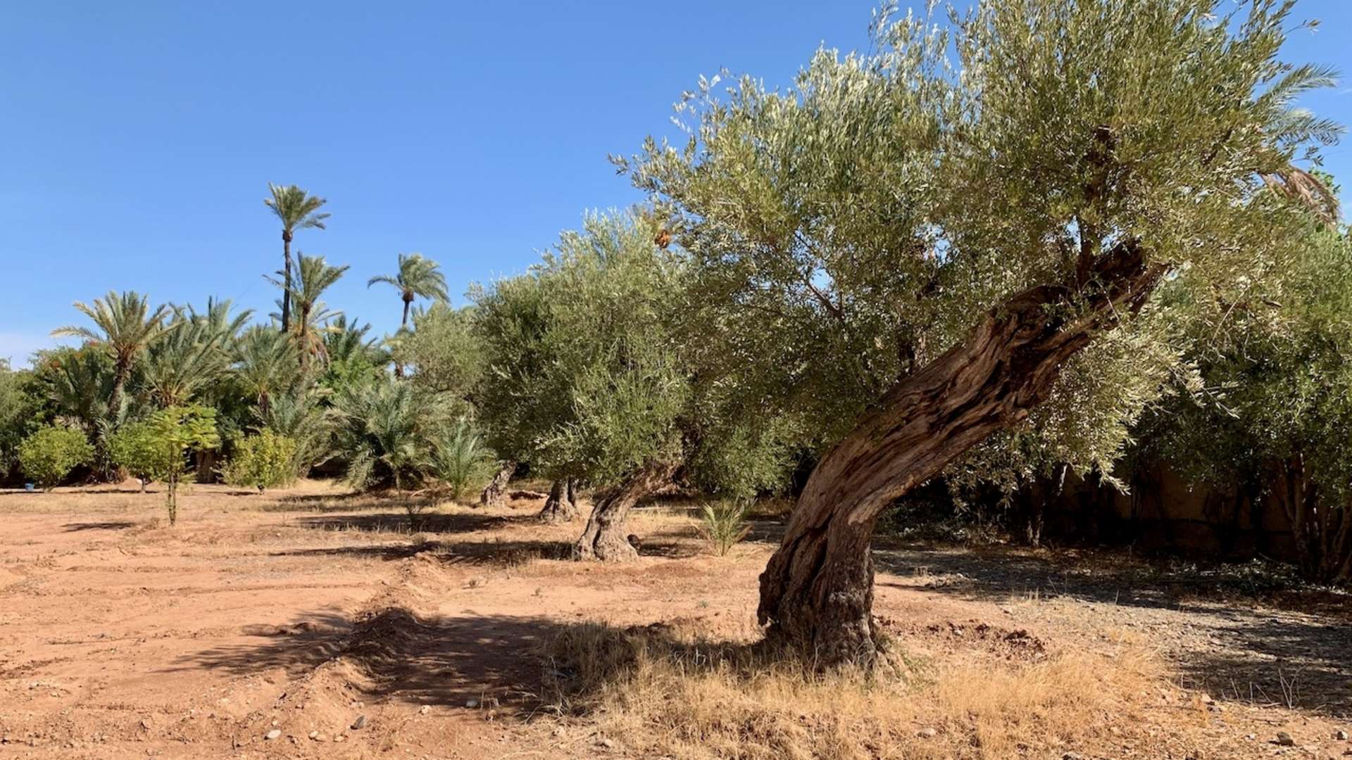 Vente,Terrains & Fermes,Terrain titré pour villa au triangle d’or de la Palmeraie à Marrakech,Marrakech,Palmeraie