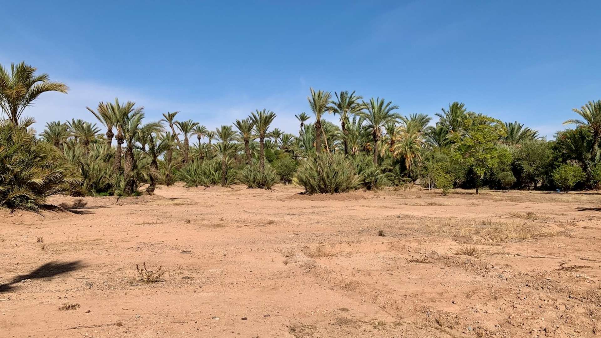 Vente,Terrains & Fermes,Terrain titré pour villa au triangle d’or de la Palmeraie à Marrakech,Marrakech,Palmeraie